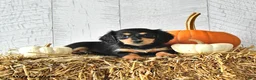 Miniature Dachshund dogs for sale: Kim  - Ad 3