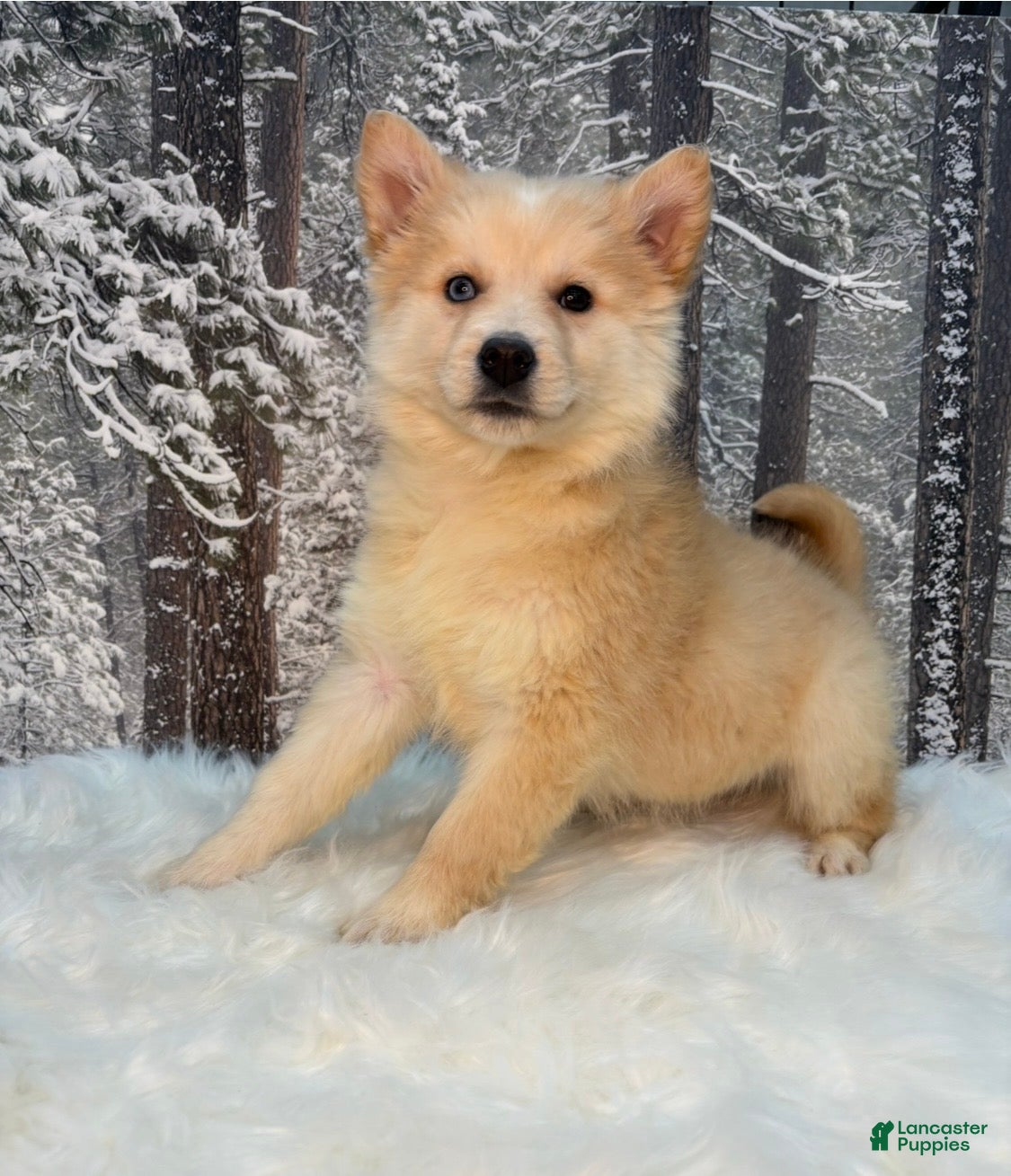 Pomsky dogs Pomsky Puppy 1 - Ad 2