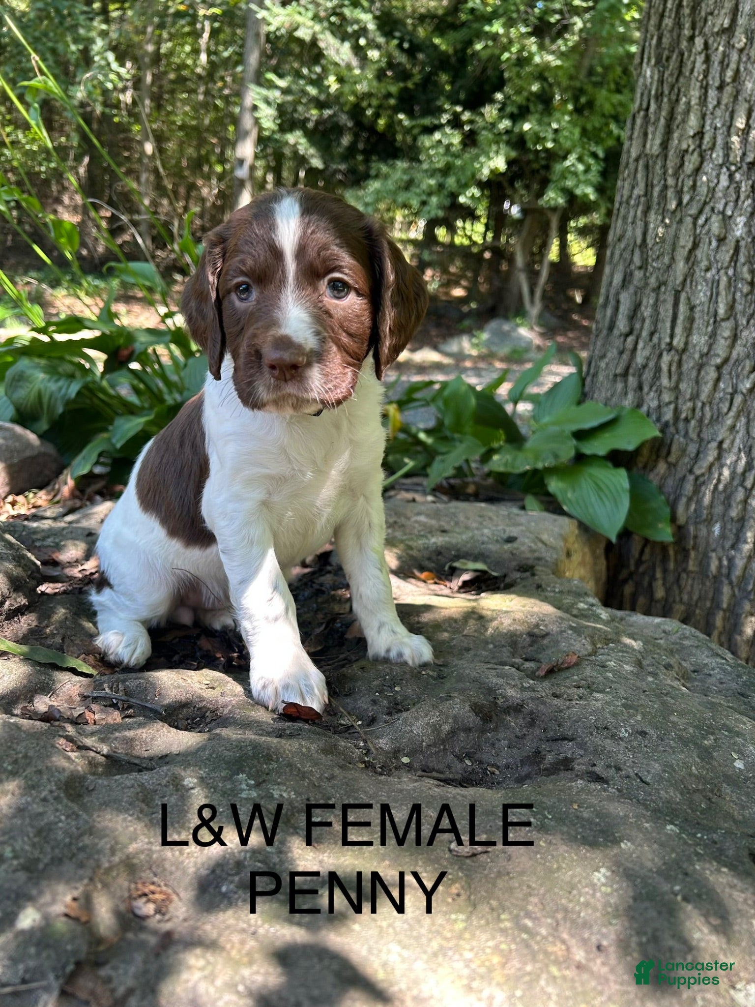 English Springer Spaniel dogs English Springer Spaniel 4 - Ad 1
