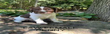 English Springer Spaniel 4