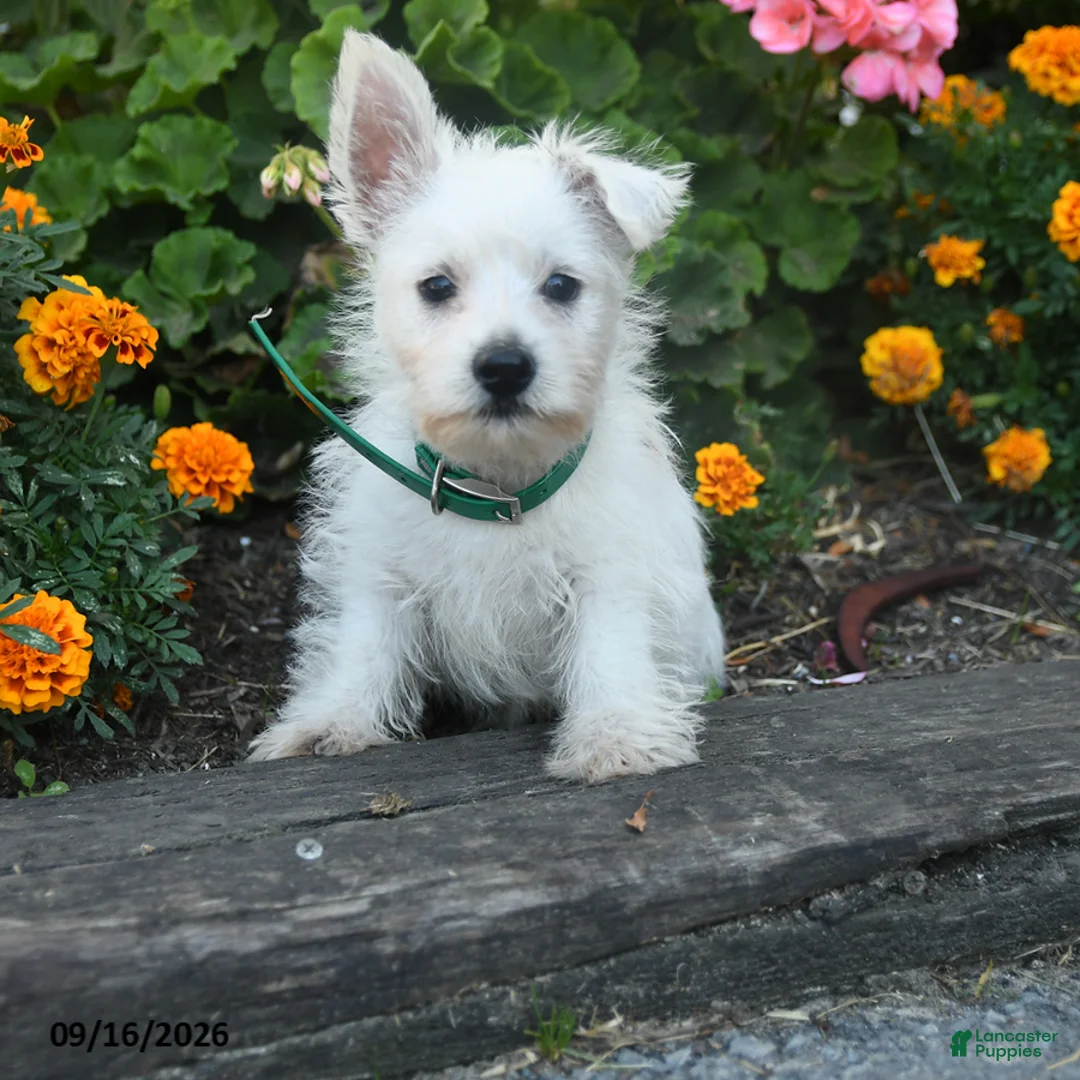 West Highland Terrier dogs for sale: Daphne - Ad 5