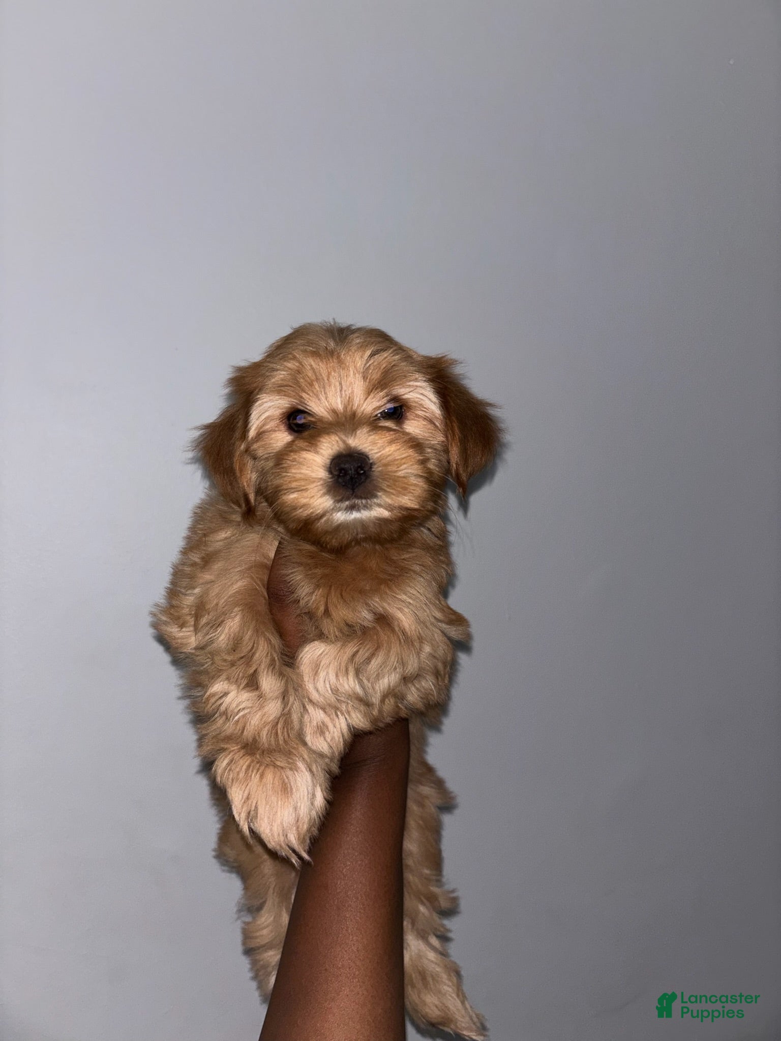 Yorkshire Terrier dogs Puppy 1 - Ad 2