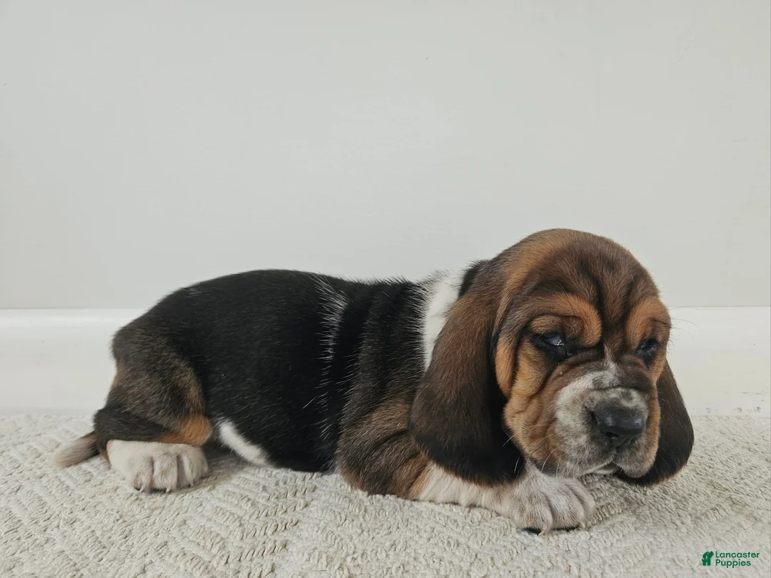 Basset Hound dogs for sale: Moose - Ad 1