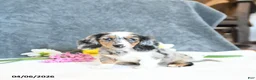 Miniature Dachshund dogs for sale: Ember - Ad 3
