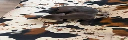 Great Dane dogs for sale: Pork Chop - Ad 8