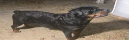 Rottweiler dogs for sale: Timothy - Ad 4