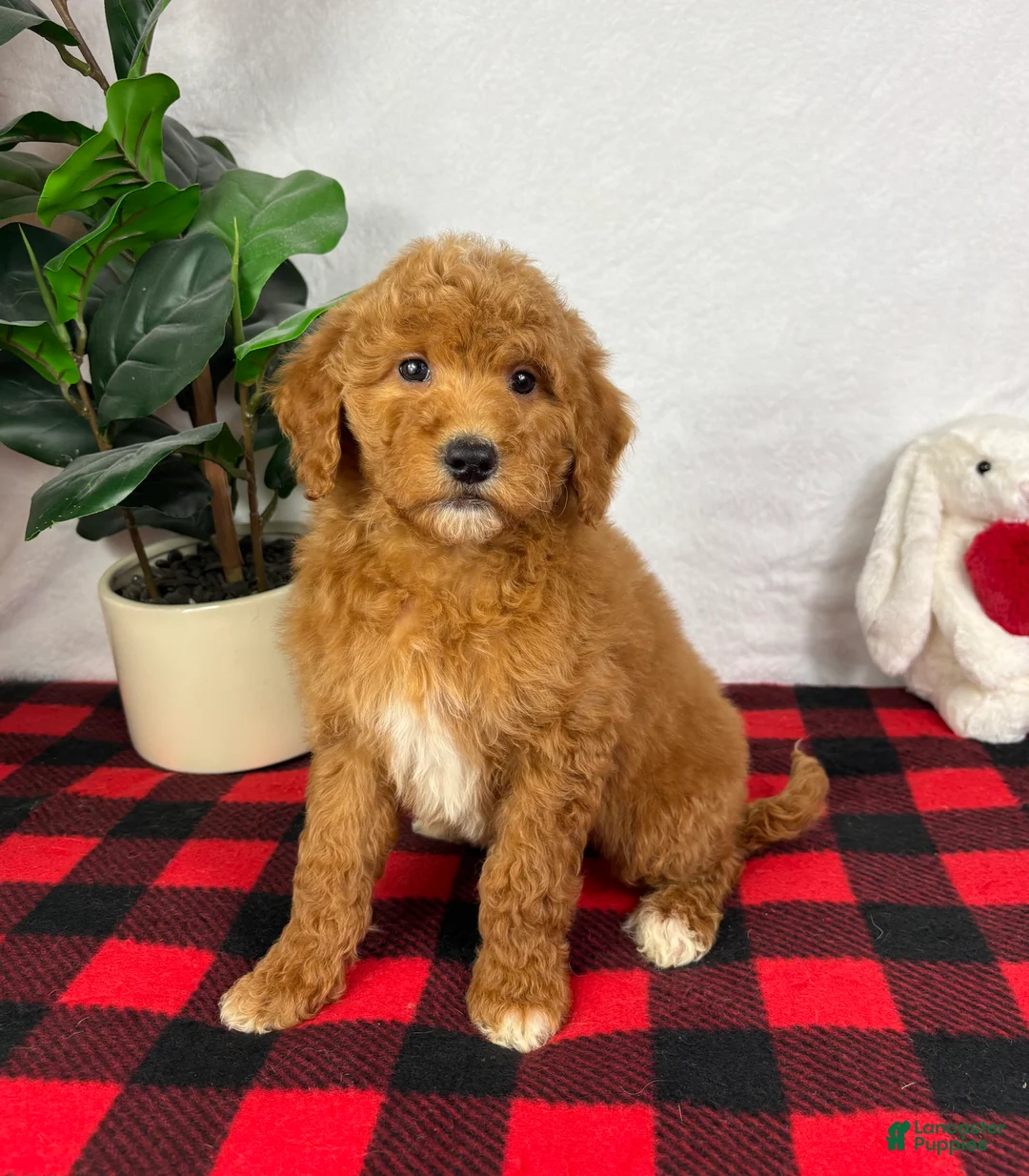 Mini Goldendoodle dogs for sale: Gracie - Ad 5