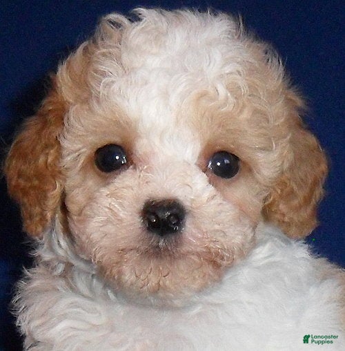 Cockapoo dogs Rudy - Ad 2