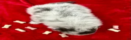 Pomeranian dogs for sale: Silver Merle Boy 4 weeks - Ad 2