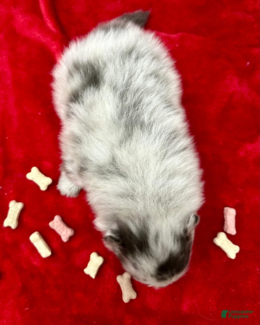 Pomeranian dogs for sale: Silver Merle Boy 4 weeks - Ad 2
