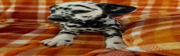 Dalmatian dogs for sale: Purple - Ad 3