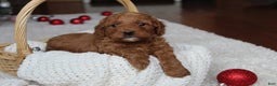 Cavapoochon dogs for sale: Melanie - Ad 1