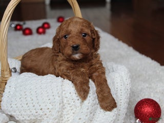 Cavapoochon dogs for sale: Melanie - Ad 4