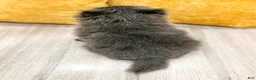 Pomeranian dogs for sale: Muffin - Ad 4