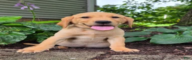 Otis