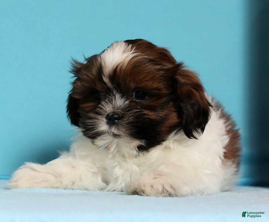 Shih Tzu dogs for sale: Donnie - Ad 8