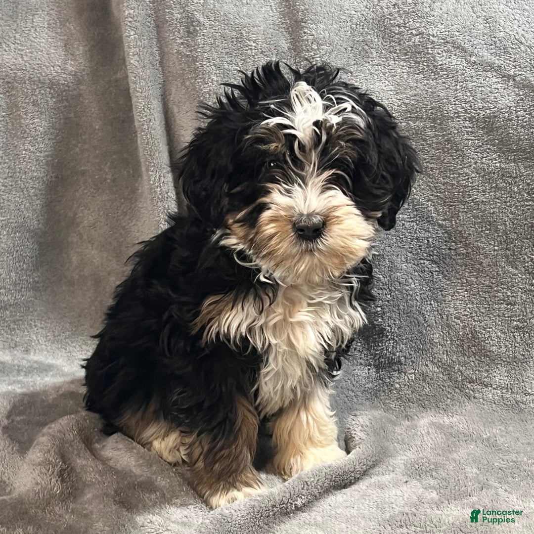 Mini Bernedoodle dogs for sale: Eden - Ad 5