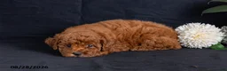 Miniature Poodle dogs for sale: Walnut - Ad 2