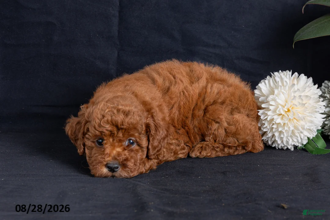 Miniature Poodle dogs for sale: Walnut - Ad 2