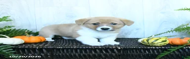 Karl