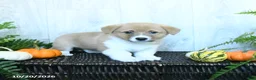 Welsh Corgi Pembroke dogs for sale: Karl - Ad 1
