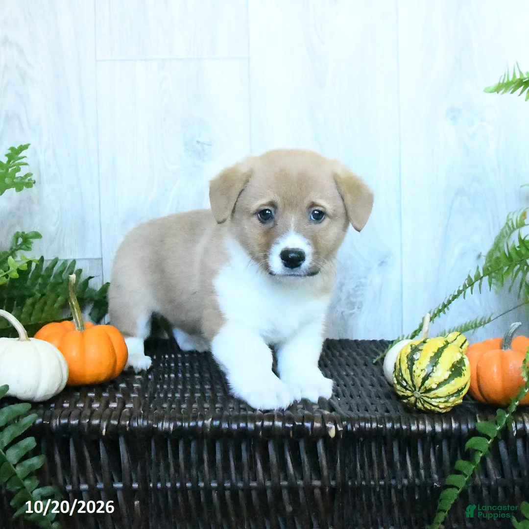 Welsh Corgi Pembroke dogs for sale: Karl - Ad 1