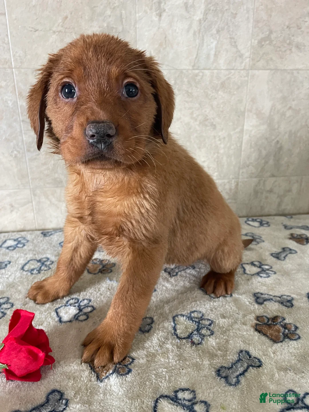 Labrador Retriever dogs for sale: Simone - Ad 3