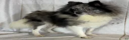 Pomeranian dogs for sale: ACA speckles partial blue eye - Ad 7