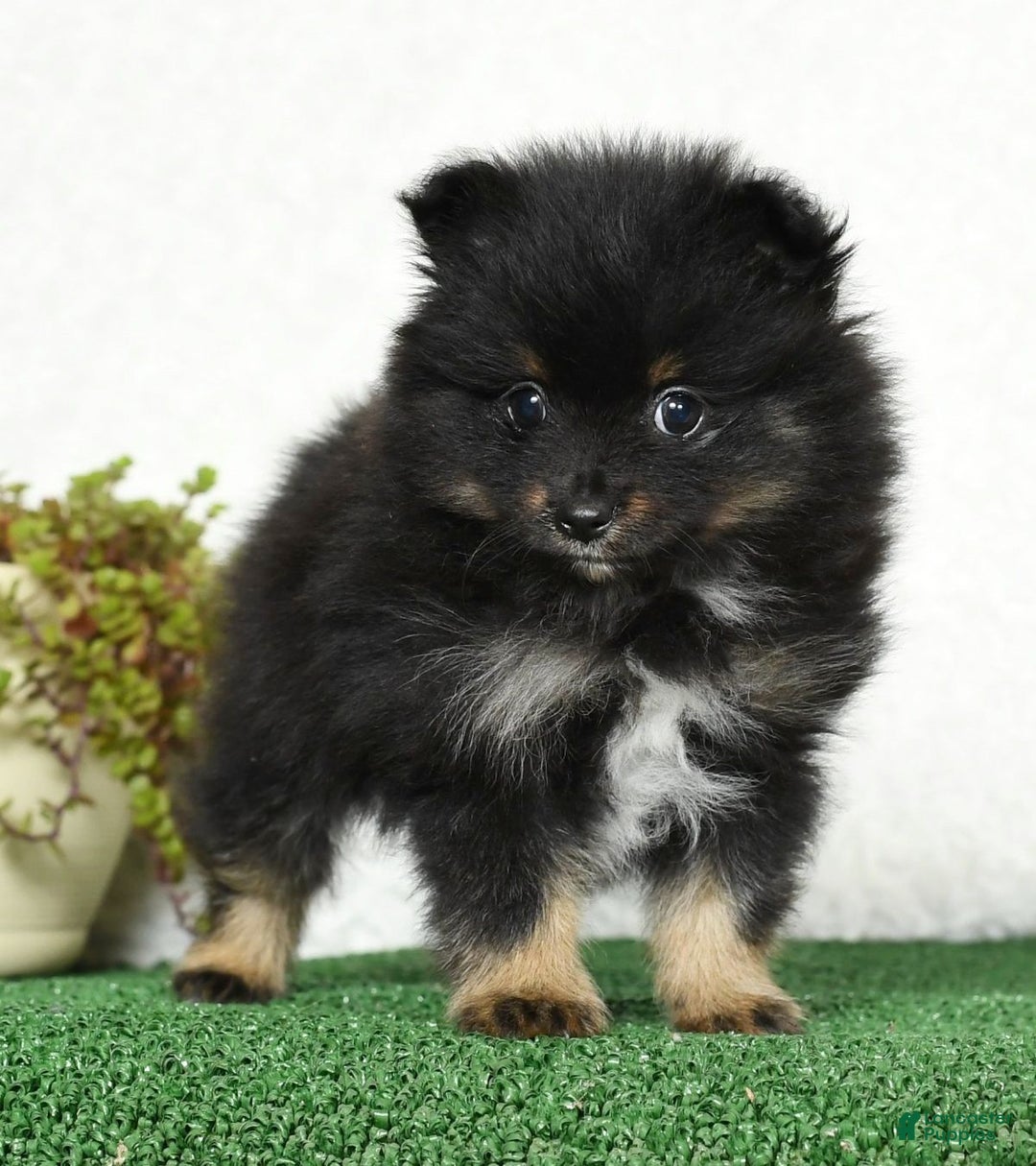 South Africa Toy Pomeranians For Sale White Buy A Puppy Near Me
