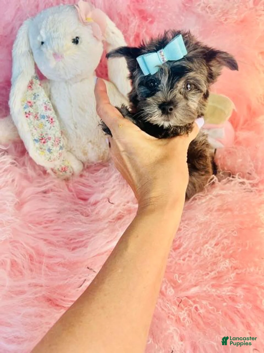 Yorkshire Terrier dogs for sale: Merle Yorkshire Terrier  - Ad 2