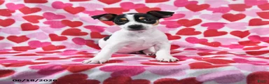 Trooper