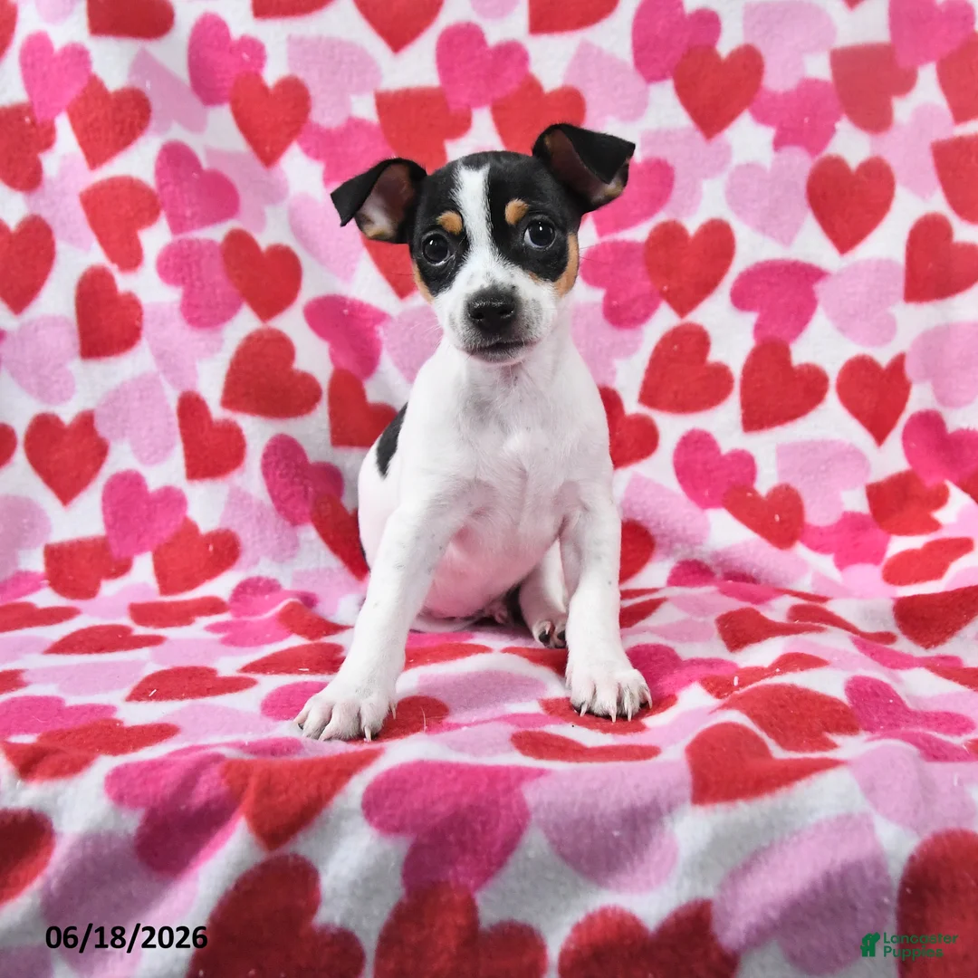 Chihuahua dogs for sale: Trooper - Ad 1