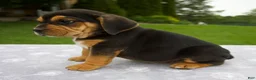 Beabull dogs for sale: Duff - Ad 3