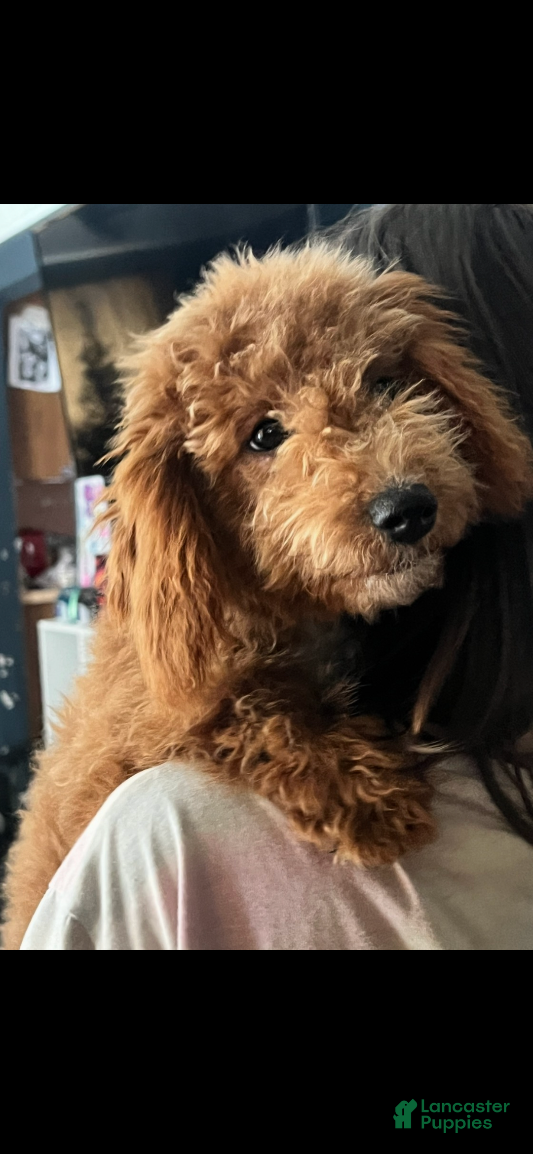 Mini Goldendoodle dogs for sale: Rosie - Ad 1