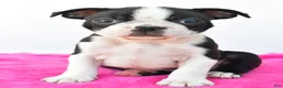 Boston Terrier dogs for sale: Raven - Ad 5