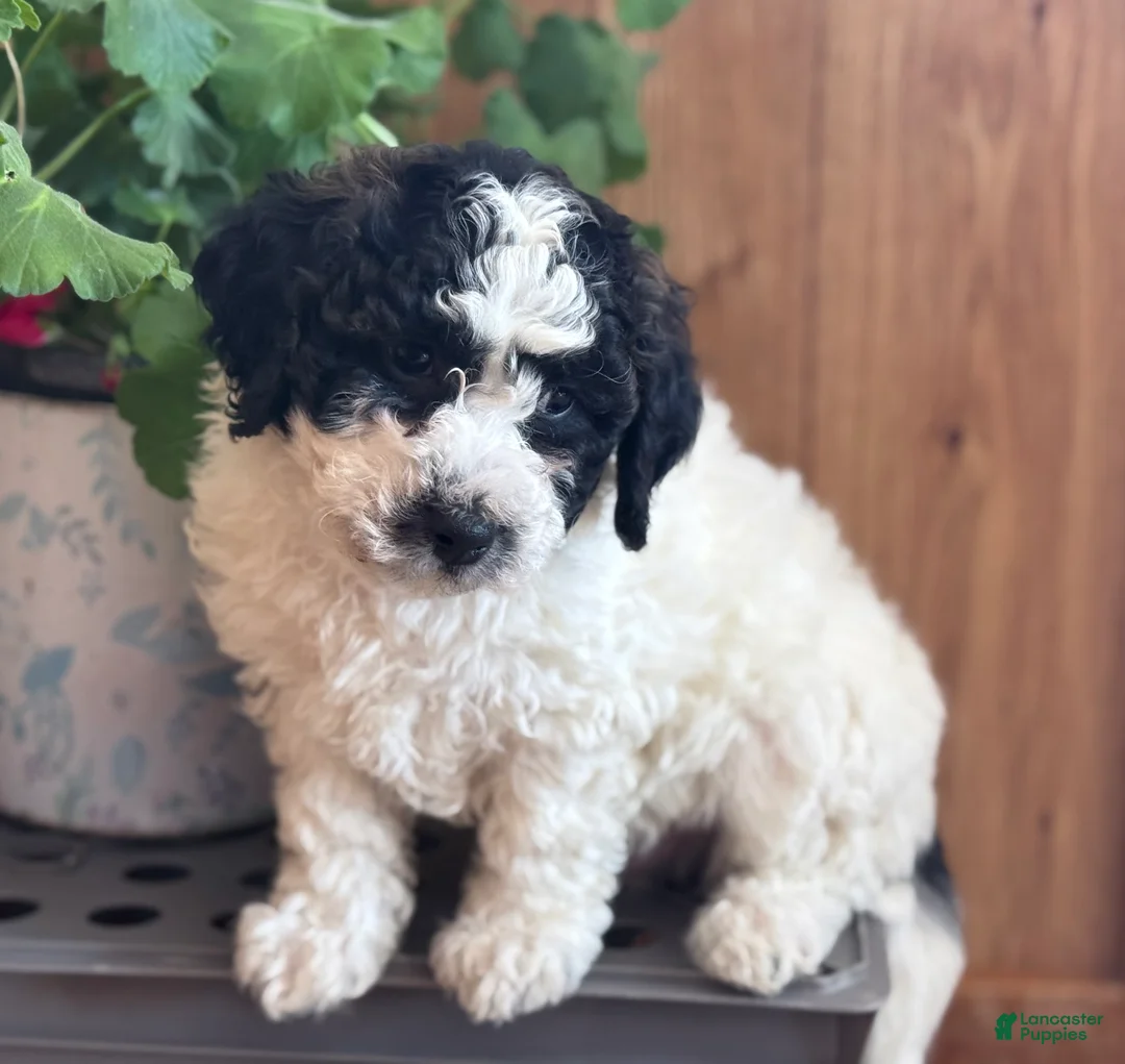 Bichpoo dogs for sale: Rascal  - Ad 7