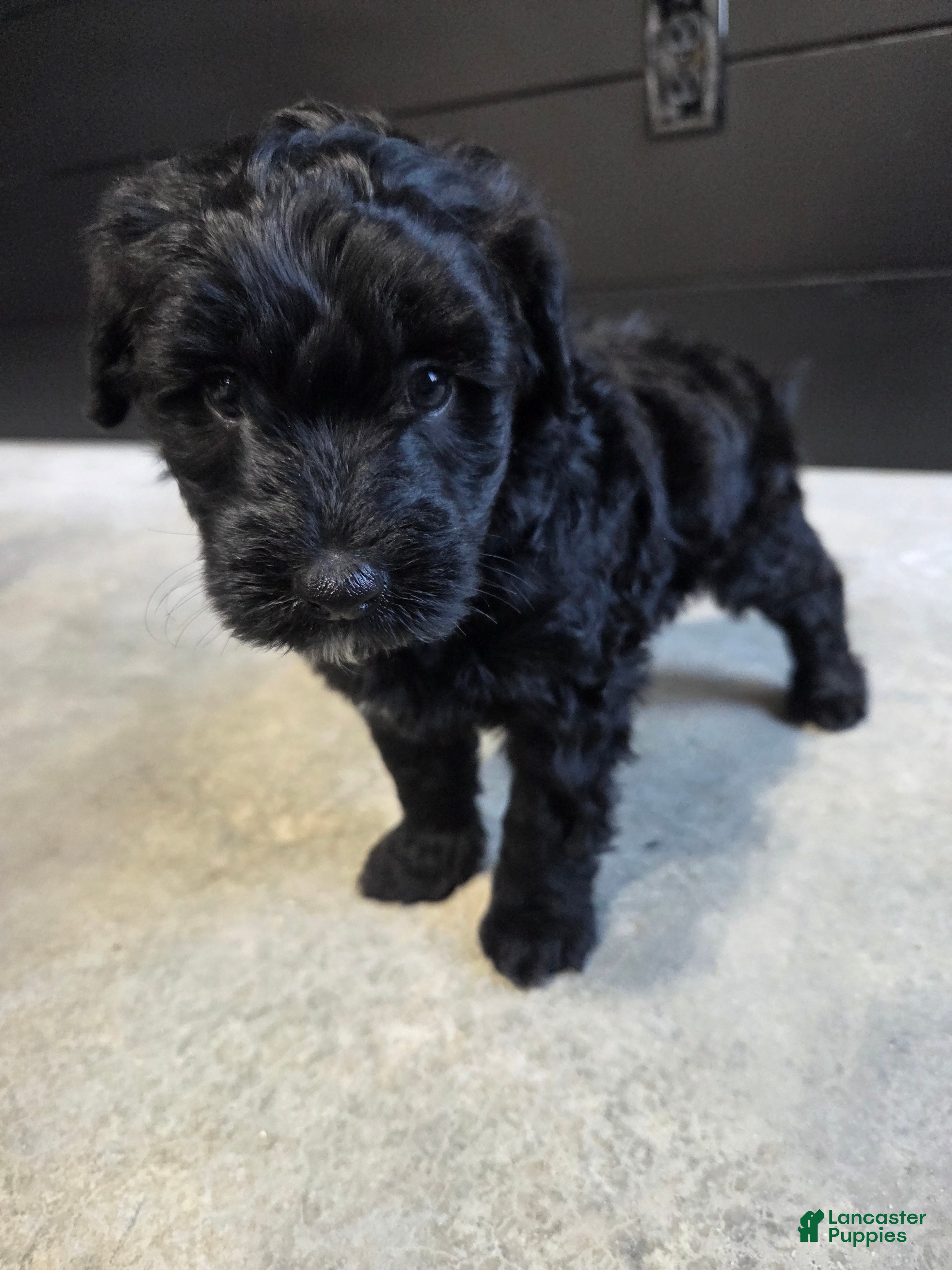 Mini Aussiedoodle dogs Penelope. - Ad 1