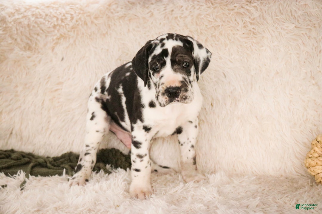 Great Dane dogs for sale: Gordon - Ad 4