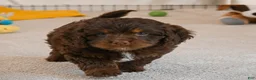 Cockapoo dogs for sale: jerry - Ad 1