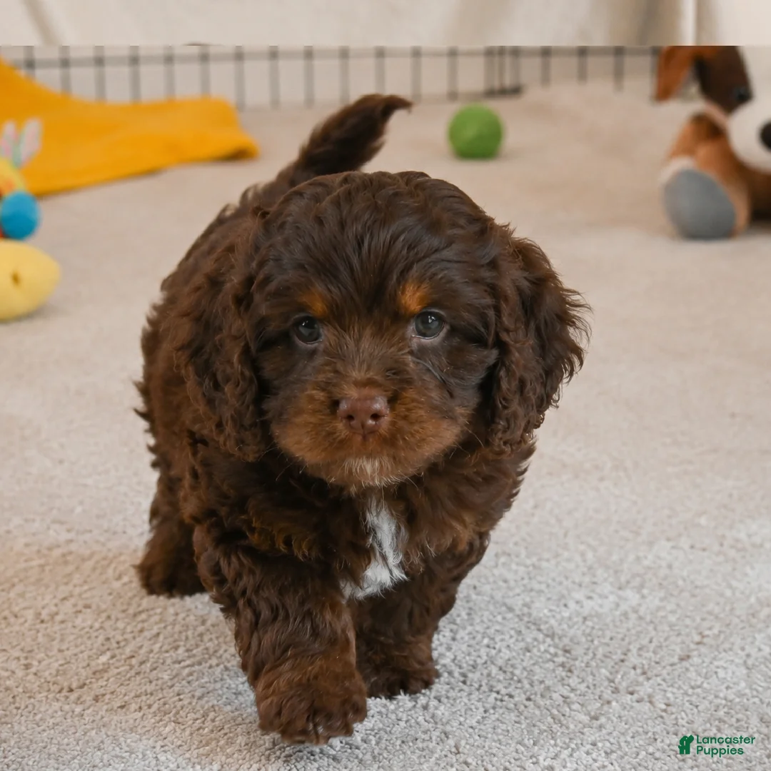 Cockapoo dogs for sale: jerry - Ad 1