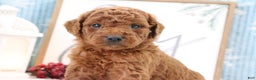 Mini Goldendoodle dogs for sale: MaJasmin - Ad 1