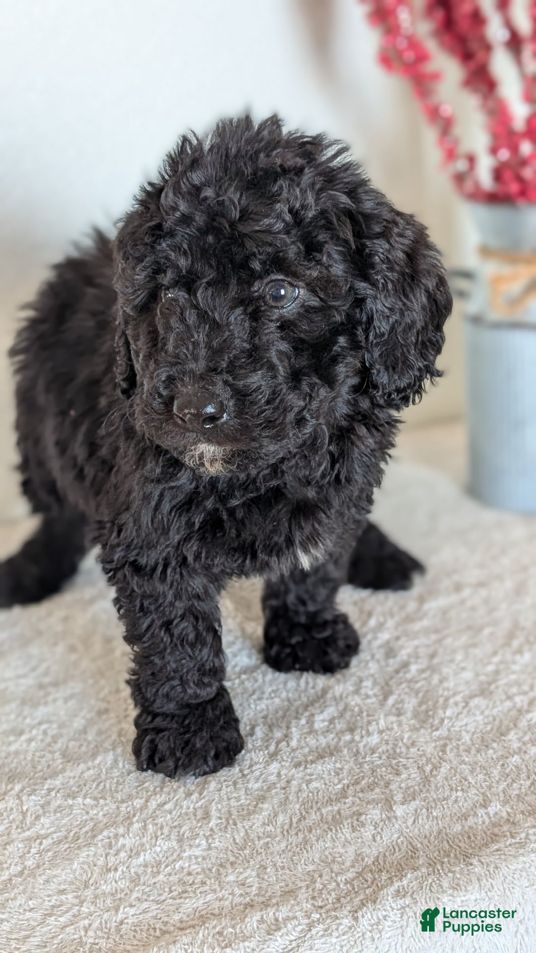 Mini Bernedoodle dogs for sale: Vince - Ad 3