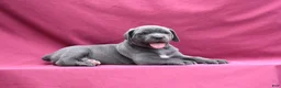 Cane Corso dogs for sale: Brooke - Ad 6