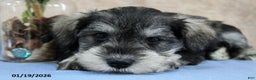 Miniature Schnauzer dogs for sale: Quip - Ad 5
