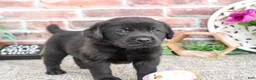 Labrador Retriever dogs for sale: Evangaline - Ad 5