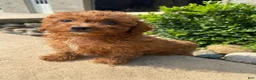 Cavapoo dogs for sale: Betty - Ad 3