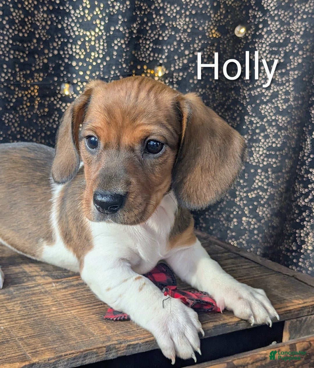 Dachshund dogs for sale: Holly - Ad 5