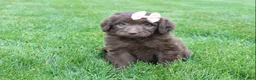 Mini Aussiedoodle dogs for sale: Callie - Ad 6