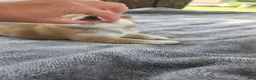 Shiba Inu dogs for sale: Freedom - Ad 7