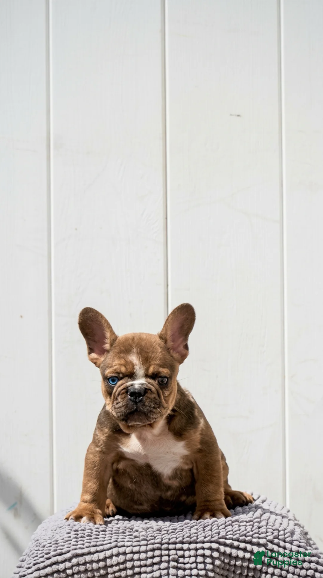 French Bulldog dogs for sale: Frank Big Rope  - Ad 3